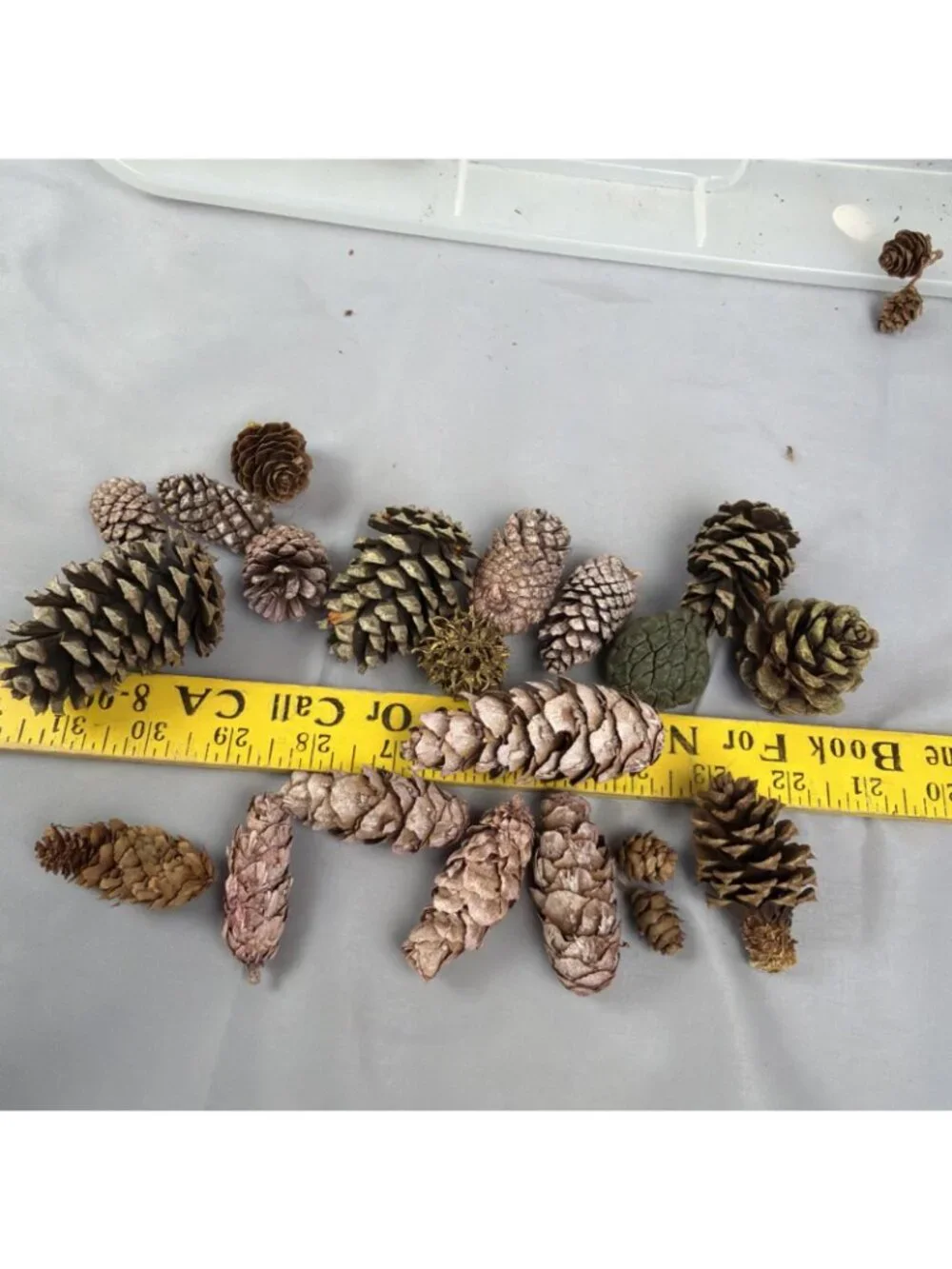 Huge Mix Lot Pinecone Sweet Gum Pods Home Decor Crafts Floral Design